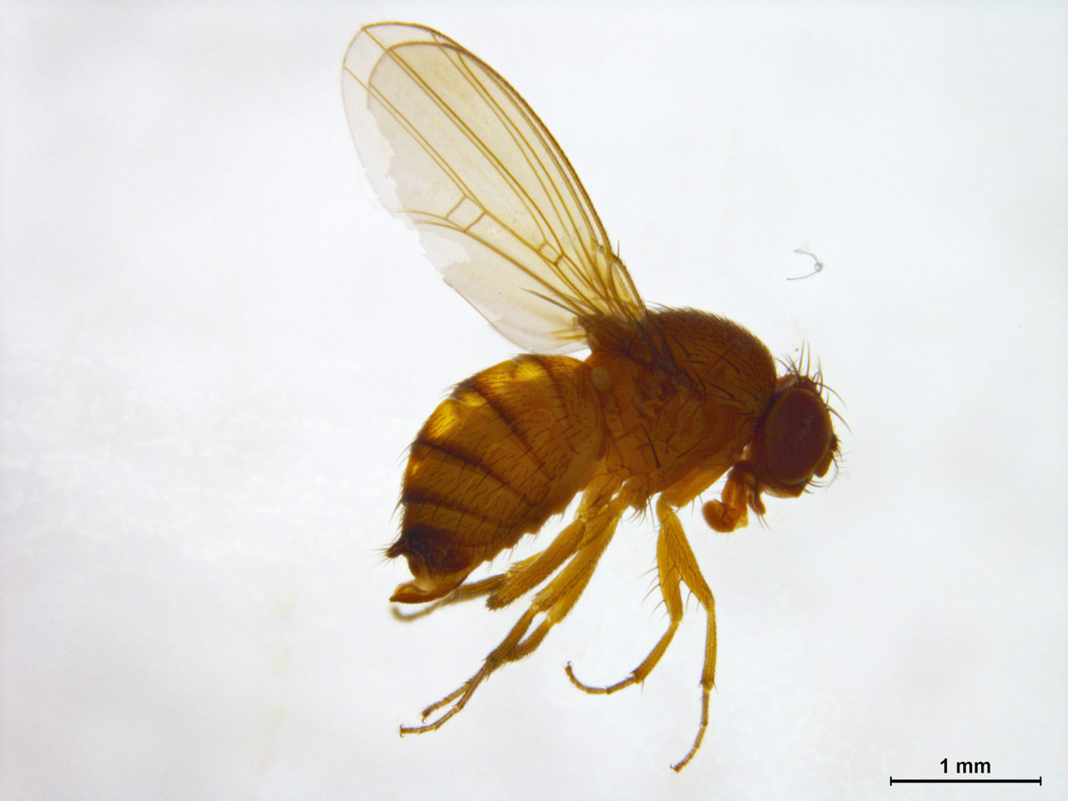 Identifying Fruit Fly Fruit Fly Control